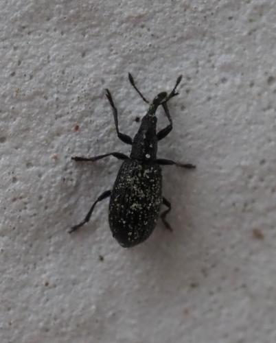 Stenopterapion sp.